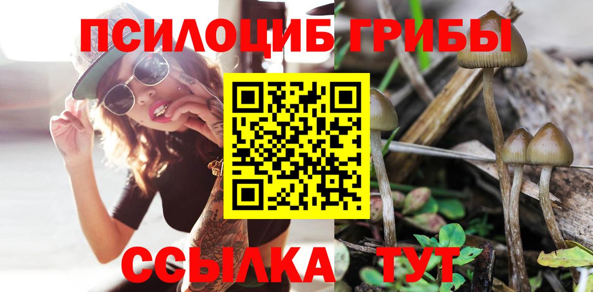 Галлюциногенные грибы Psilocybe Нововоронеж